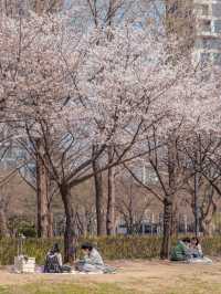 Seoul Forest Park หนึ่งในจุดชมพ็อตกตที่สวยสุดในโซล