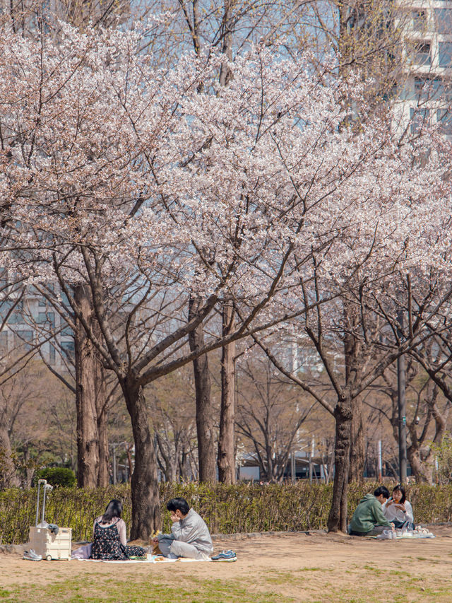 Seoul Forest Park หนึ่งในจุดชมพ็อตกตที่สวยสุดในโซล