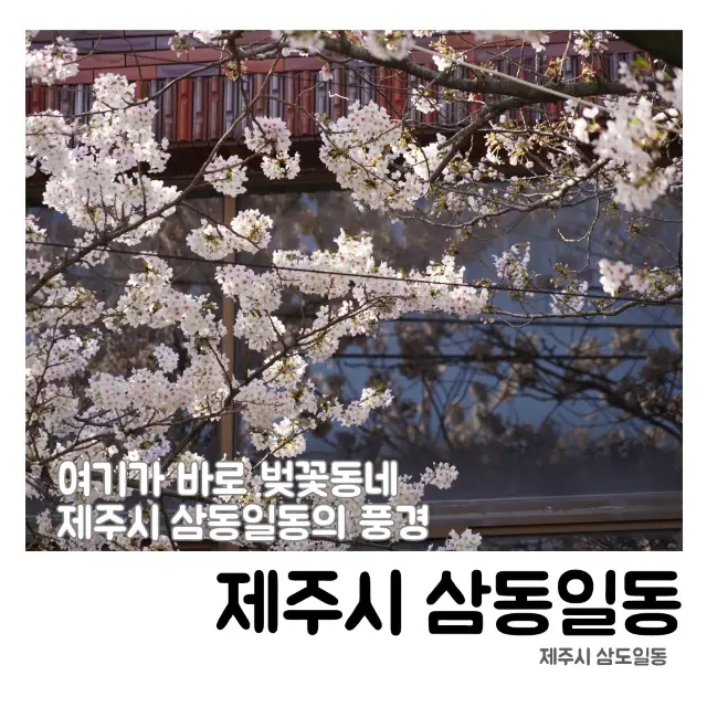 🌸 봄의 향연, 삼도일동에서 느끼는 제주의 봄