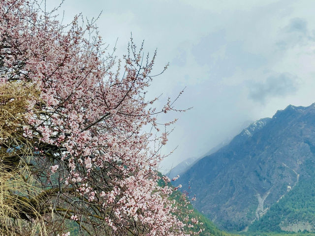 Himalayan cherry blossoms is a rare delight.