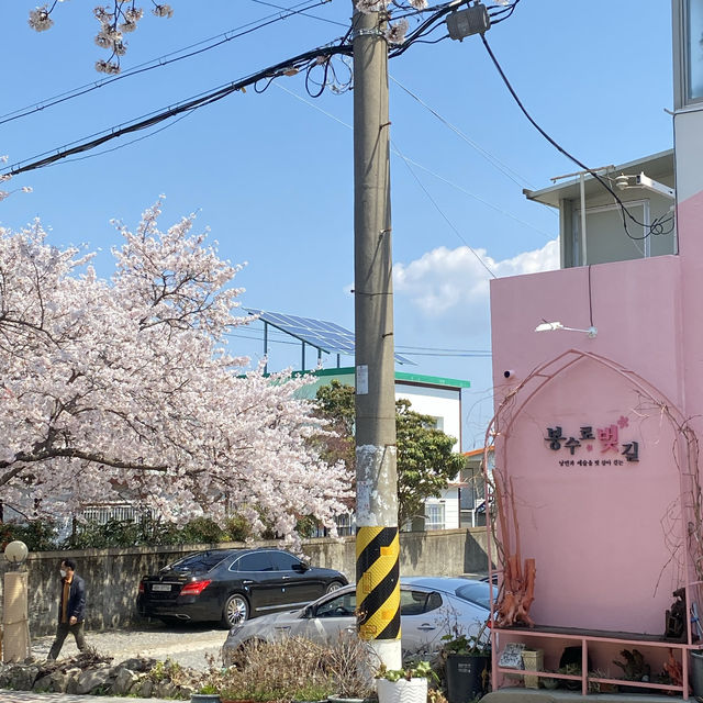 통영 최고 유명한 벚꽃 명소💗 봉숫길에서 인생사진 건지다!