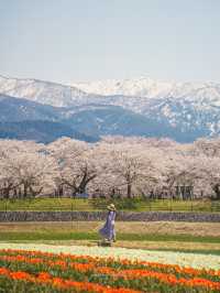 富山　春の四重奏