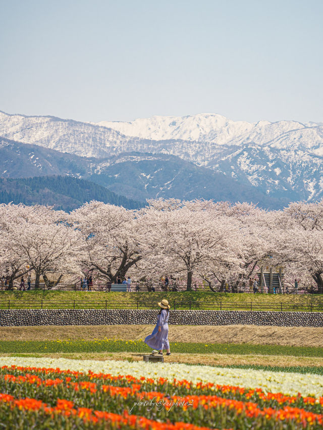 富山　春の四重奏
