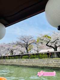 【大阪府】桜の季節限定の大川さくらクルーズを満喫