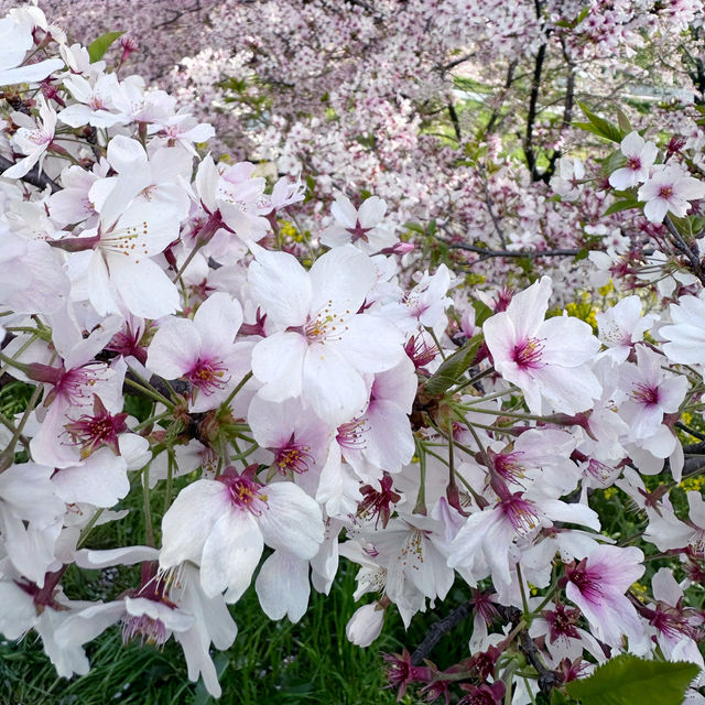 Gwangju in spring 