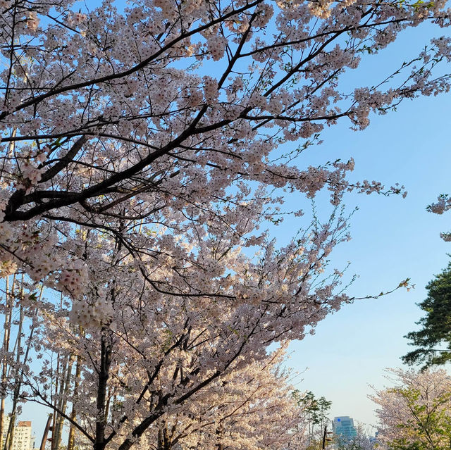 【釜山溫泉川市民公園】春日櫻花隧道，絕對是春遊首選！