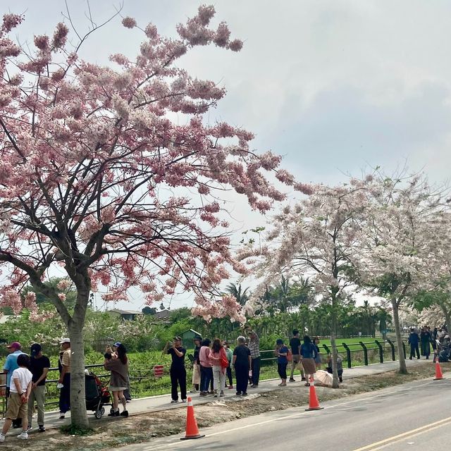 彰化·盛開中的花旗木🌸