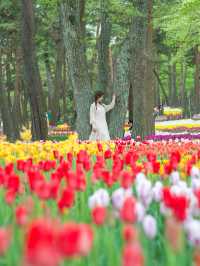 【茨城】満開のネモフィラ！ひたち海浜公園