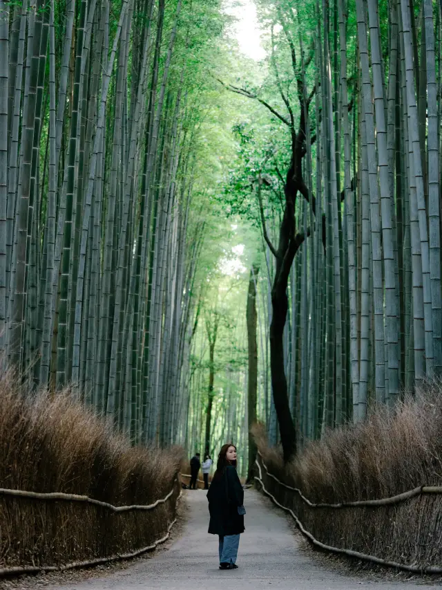 Arashiyama Bamboo Grove in Kyoto.