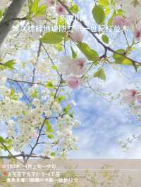 【東京】混雑回避！桜穴場おすすめスポット