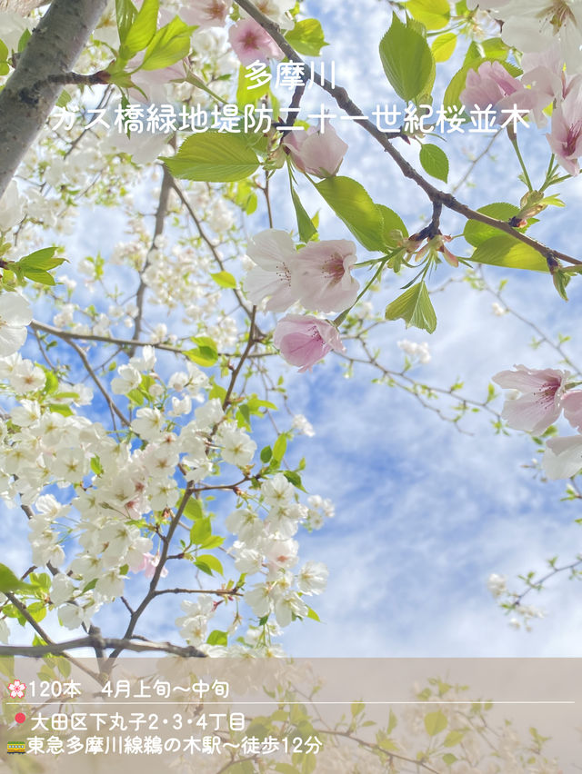 【東京】混雑回避！桜穴場おすすめスポット