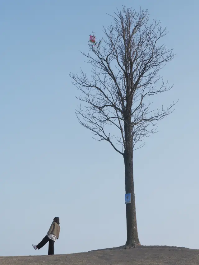 Best Cherry Blossom Viewing in Shanghai: Chenshan Botanical Garden