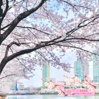 Breathtaking Blossoms at Seokchon Lake