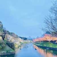 【桜スポット】千鳥ヶ淵の桜🌸