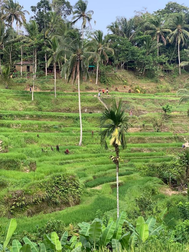 🇮🇩Rice Terraces in Bali-A Symphony of Nature💜