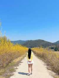 🌼지금 당장 가야하는 하동 개나리 뚝방길🌼