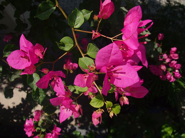 【春天好去處】🌿香港郊遊🍀@元荃古道：☀️靚景賞花🌸，適合假日郊遊