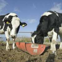 【八丈島】無料ではいれる牧場🐮