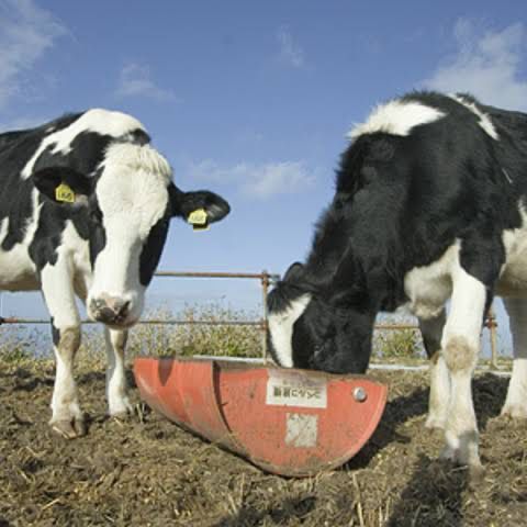 【八丈島】無料ではいれる牧場🐮
