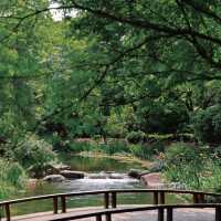 【成都植物園】春日百花齊放，2024年春遊首選