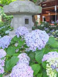 【三重・志摩】今がちょうど見頃！あじさい寺