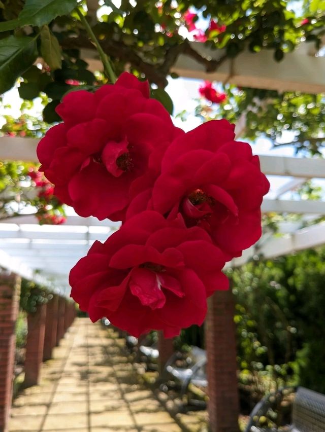 日本京都-賞花踏青的好去處：京都府立植物園