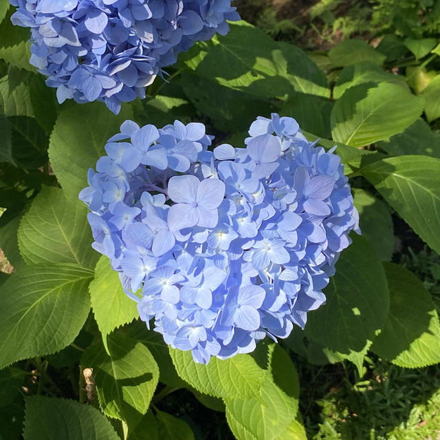 【Tokyo🇯🇵】多摩川台公園