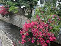 【🇯🇵東京近郊】熱海あたみ桜基準木，櫻花🌸迷必去‼️