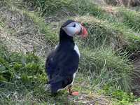 「冰島東博爾加峽灣」超近距離觀賞Puffin