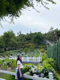울산 수국축제 명소🌸 장생포고래마을 수국정원