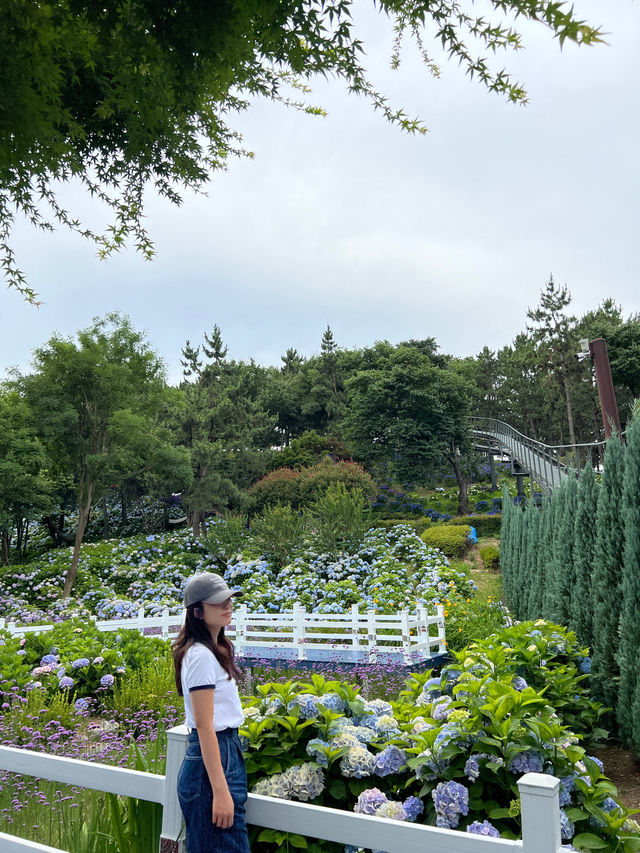 울산 수국축제 명소🌸 장생포고래마을 수국정원