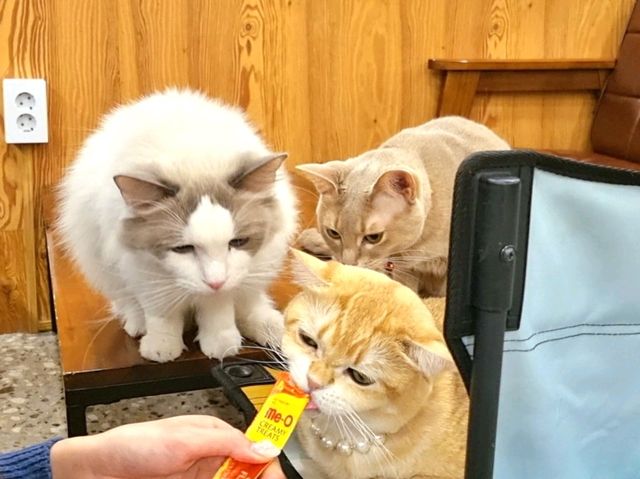 하남 고양이 카페: ☕️냥이툰😸