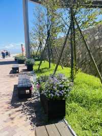 【兵庫県:淡路島】淡路島観光に外せないお花畑！！