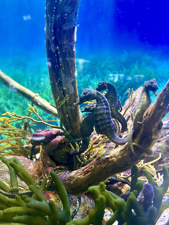 The largest aquarium in Cape Town 🇿🇦