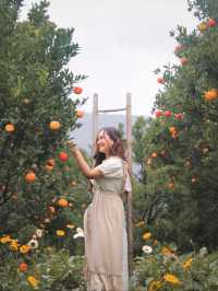 ยกให้เป็นสวนส้ม 🍊🌳 #เชียงใหม่  ฟิลเกาหลีเกาใจสุด