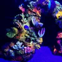 "Underwater Wonders: A Review of Aquaria KLCC"