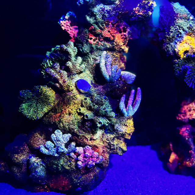 "Underwater Wonders: A Review of Aquaria KLCC"