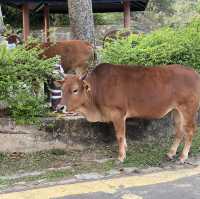 城門水塘半日遊