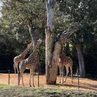 柏斯動物園 地點方便 又可以見到差唔多所有澳洲動物