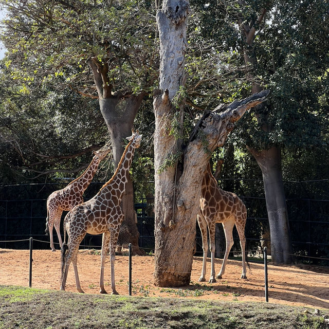 柏斯動物園 地點方便 又可以見到差唔多所有澳洲動物