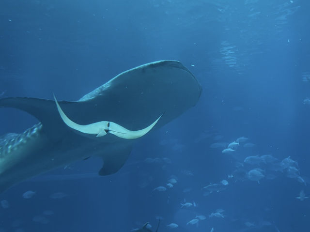 Dive Into Wonder: Exploring Osaka Aquarium Kaiyukan