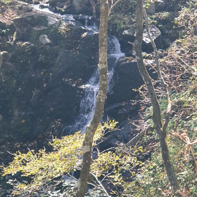 천상의 화원!!!  점봉산 곰배령!!!