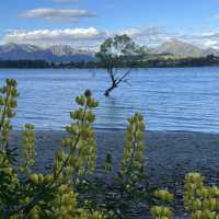 New Zealand most famous Tree: that Wanaka Tree
