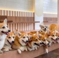 CORGI in the garden คาเฟ่คอร์กี้