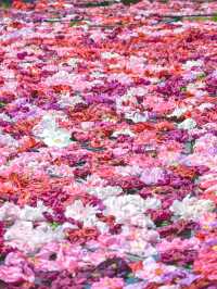 【期間限定】感動の絶景広がる🌼 欲張りに2種類たのしむのがおすすめ🫶🏻🌸✨ 