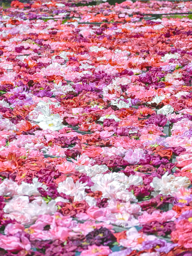 【期間限定】感動の絶景広がる🌼 欲張りに2種類たのしむのがおすすめ🫶🏻🌸✨ 