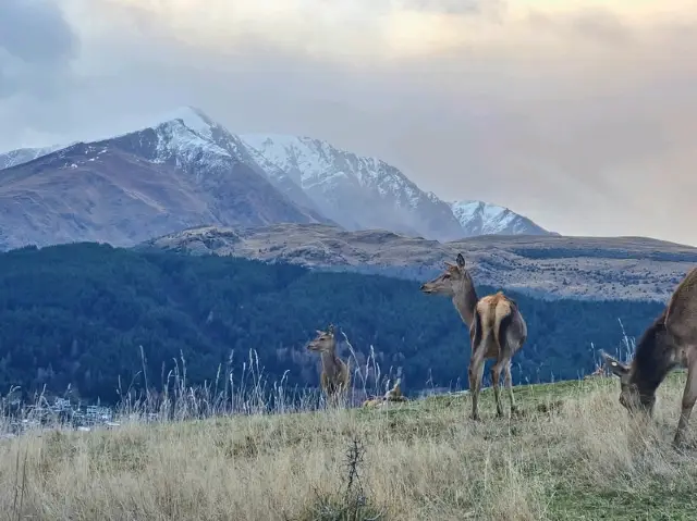 สวนกวาง Deer Park ในควีนส์ทาวน์ นิวซีแลนด์
