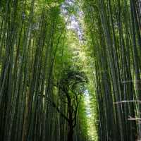 Arashiyama Bamboo Forest เกียวโต ป่าไผ่สุดฮิต