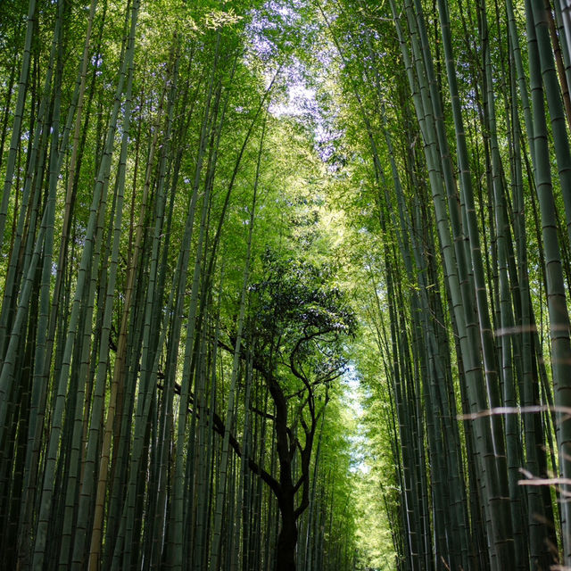 Arashiyama Bamboo Forest เกียวโต ป่าไผ่สุดฮิต