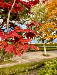 Red Leaves at Farm Tomita, Hokkaido ♥️